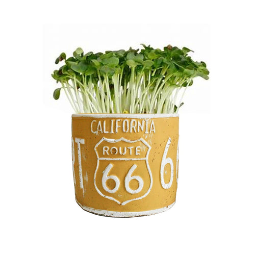 Number Plate Planter - Yellow