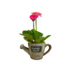 Watering Can Planter - Set Of 3
